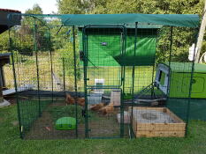 Un gran paseo en la configuración de ejecución para los pollos con un gran verde Eglu Cube adjunta y los pollos en el interior