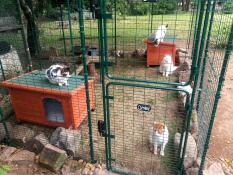Cuatro gatos en un corral en un jardín con camas para gatos y juguetes