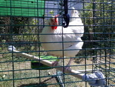 Pollo en Omlet percha universal para pollos en el corral