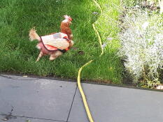 Pollo con Omlet chaqueta hivis de pollo en el jardín