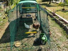 Un columpio para gallinas instalado en un corral conectado a un gallinero