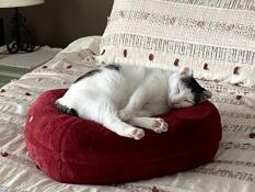 ¡nuestro gatito adora su nueva cama Omlet!