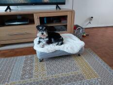 Nuestro cachorro de schnauzer mini adora su nueva cama para niñas grandes
