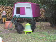 Pollos comiendo del comedero frente a Omlet púrpura Eglu Cube gran gallinero