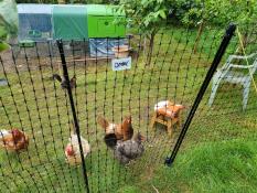 Unas gallinas dentro de su cercado con su gallinero verde al fondo