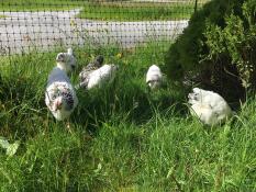 Pollos pequeños blancos y negros en un jardín detrás de una valla para pollos