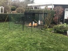 Cuatro gallinas picoteando alGo de comida rodeadas por una valla de ltd. Omlet 