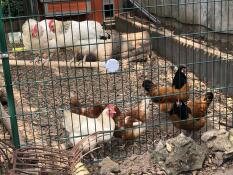 Pollos en Omlet paseo en gallinero