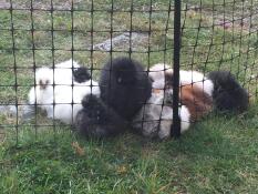 Pollos silkie acurrucándose en la valla de las gallinas