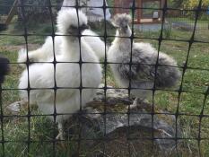 Pollos de seda detrás de la valla de pollo