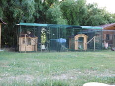 Grand enclosures pour chats