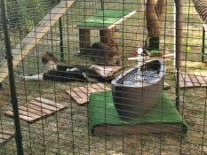 Los gatos se sentaron dentro de un corral de jueGo con una fuente y muchos otros juguetes