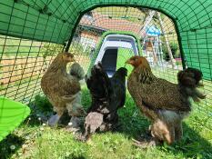 3 gallinas deambulando en el corral de su gallinero verde