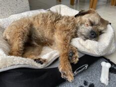 Terrier dormido en gran gris y crema super suave manta de perro por Omlet.