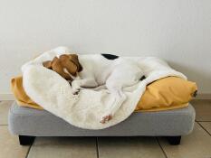 Un pequeño perro durmiendo plácidamente sobre su piel de oveja y su bolsa de frijoles, en una cama gris