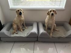 Dos perros sentados uno al lado del otro, cada uno en una gran cama gris con cojín