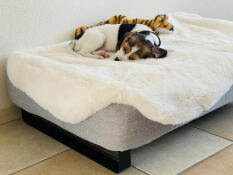 Perro durmiendo en Omlet Topology cama para perros con topper de piel de oveja y pies de riel negro