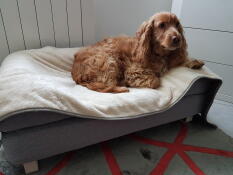 Perro sentado en Omlet Topology cama para perros con cojín y Omlet suave Luxmanta para perros