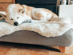 Perro durmiendo en Topology cama para perros con topper de piel de oveja