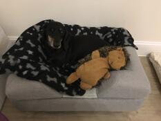Chester adora su nueva cama con su amiGo favorito, hedgy