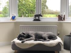 Un perro durmiendo en su cama gris con una manta de piel de oveja