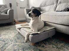 Un perro en su cama para perros con topper acolchado y patas redondas de madera