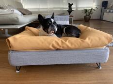 Un perro que descansa en su cama gris con un saco de judías amarillo