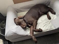 Topology cama para perro 