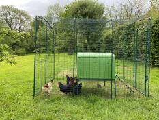 Seguridad de las gallinas galesas