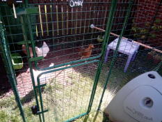 ¡nuestras nuevas gallinas se sienten como en casa!