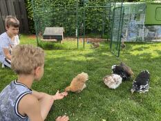 Niños con gallinas y Eglu Cube gallinero grande y corral y Omlet corral para gallinas