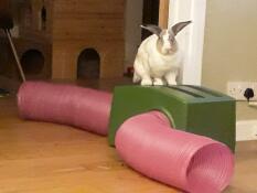 Un conejo en su refugio verde y túneles rosas