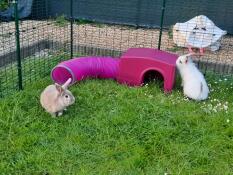 Nuestros dos conejos descubriendo el refugio Zippi con túnel de jueGo 