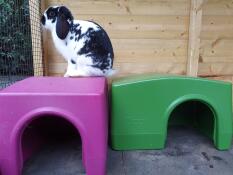 Conejo sentado en Omlet Zippi refugio