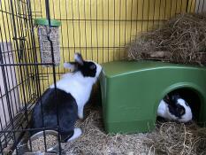Dos conejos blancos y negros con un refugio y un comedero Caddi dentro de un corral
