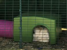 Conejos durmiendo en el interior del refugio verde Zippi 