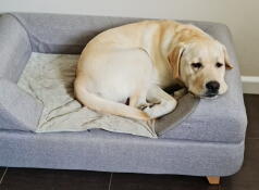 Un perro descansando en su cama gris con cojín