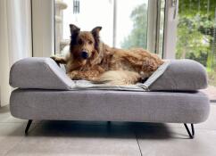Un gran perro marrón disfrutando del espacio de su cama gris con cojín