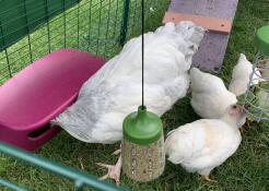 Pollos que se alimentan de un gran comedero y una Golosina Caddi y un juguete colgante para picotear