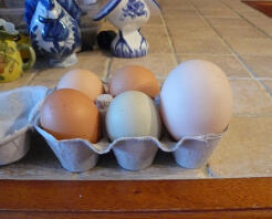 6 huevos en una caja de huevos