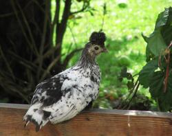 Pollo sentado en la valla