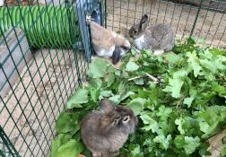 Tres conejos utilizando su túnel verde desde su conejera