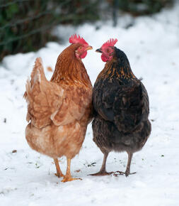 2 pollos que se miran en el Snow