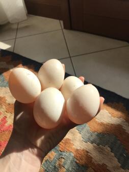 5 huevos en la mano