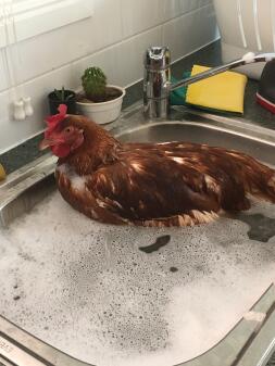 Rusty tomando un baño.