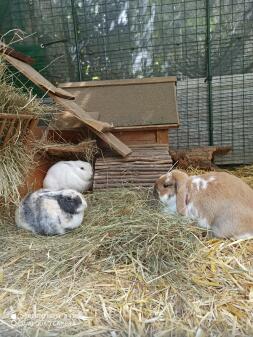 Un paraíso para los conejos dentro de un corral de conejos Omlet.