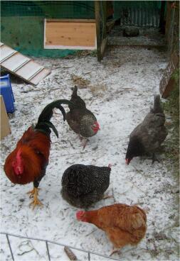 Cuatro gallinas y un gallo en Snow