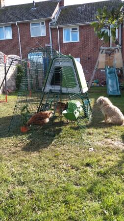 ¡Penny the Border Terrier cuidando a sus nuevos pollos!