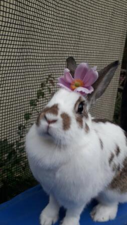 Conejo con flor en la cabeza