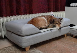 Perro durmiendo en Omlet Topology cama para perros con cojín gris